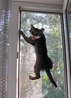 МОСКІТНА СІТКА  АНТИКІШКА, фото 9